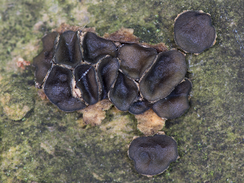 Sclerencoelia fraxinicola